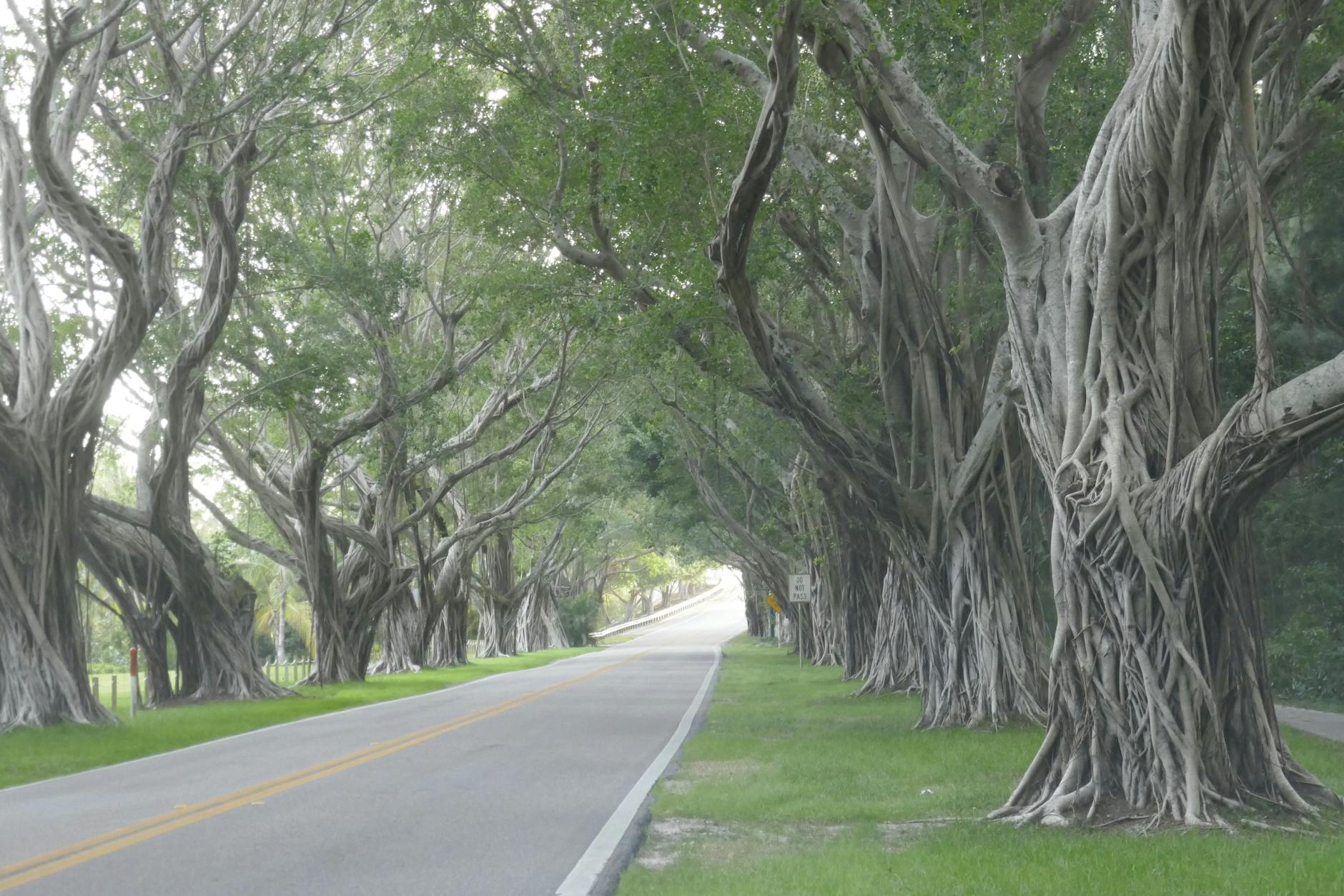 concrete road beneath a trees